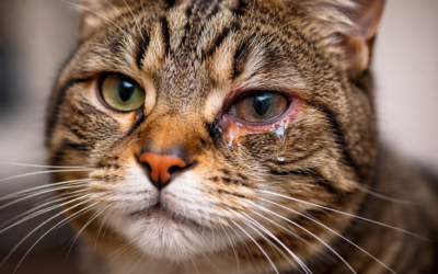 Vanliga problem med ögonen hos katter