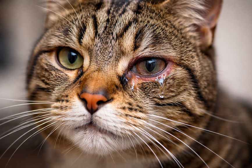 narbild-pa-katt-med-irriterat-och-rinnande-oga-16×9 Närbild på katt med irriterat och rinnande öga, med synlig tårvätska och rodnad runt ögonlocket.